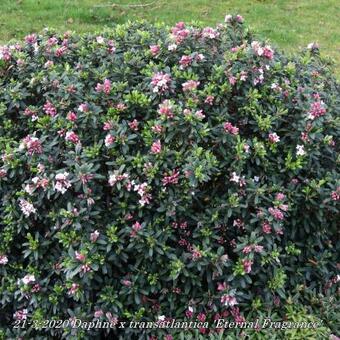 Daphne x transatlantica 'Eternal Fragrance'