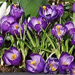 Crocus vernus 'Flower Record' - Bonte krokus