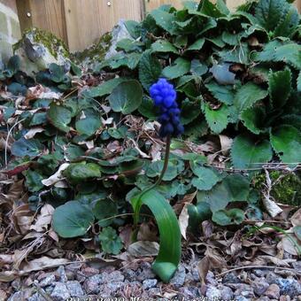 Muscari latifolium