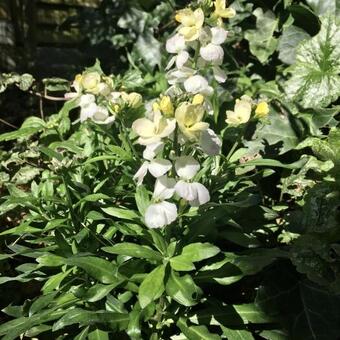 Erysimum 'Rysi Moon'