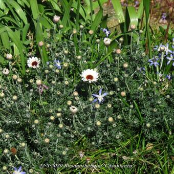 Rhodanthemum 'Casablanca'