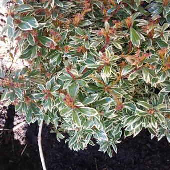 Pieris japonica 'Little Frosty'