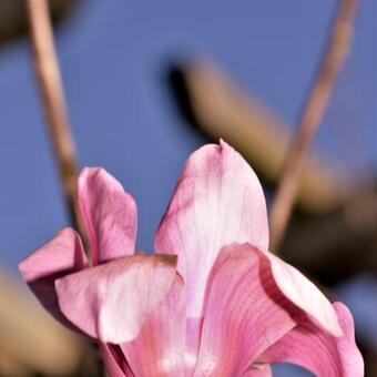 Magnolia 'Vulcan'