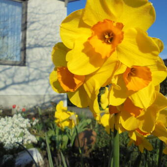 Narcissus jonquilla 'Martinette'