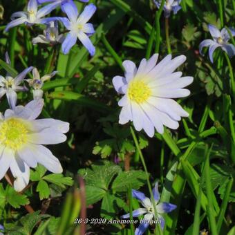 Anemone blanda