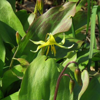 Hondstand - Erythronium 'Pagoda'