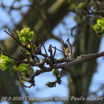 Crataegus x media 'Paul's Scarlet'