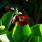 Primula auricula 'Argus' - Sleutelbloem