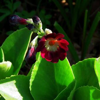 Primula auricula 'Argus'