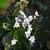 Ipheion uniflorum 'Wisley Blue'