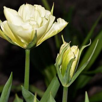 Tulipa 'Exotic Emperor'