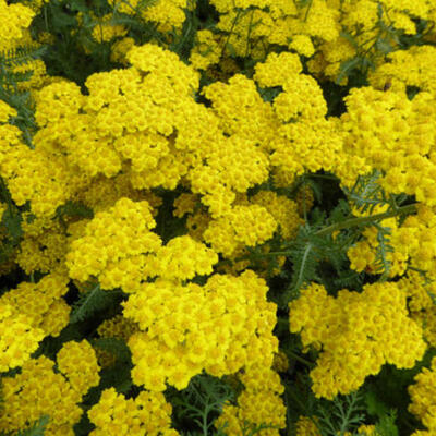 Duizendblad - Achillea millefolium 'Little Moonshine'