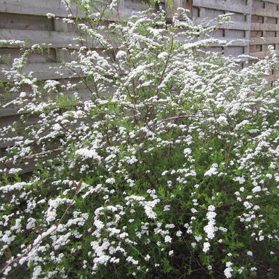 Spierstruik, sneeuwspirea - Spiraea arguta