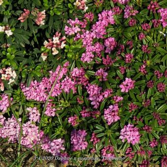 Daphne x susannae ‘Tichborne’