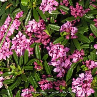 Daphne x susannae ‘Tichborne’