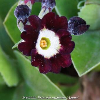 Primula auricula 'Argus'