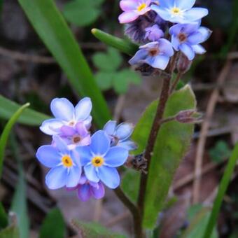 Myosotis sylvatica