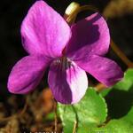 Viola odorata 'Kim' - Maarts viooltje