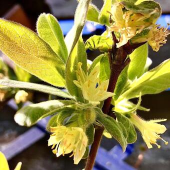 Lonicera caerulea var. kamtschatica