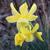 Narcissus triandrus 'Hawera'