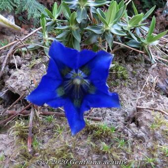 Gentiana acaulis