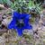 Gentiana acaulis