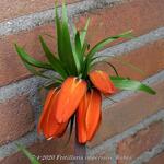 Fritillaria imperialis 'Rubra'  - Keizerskroon