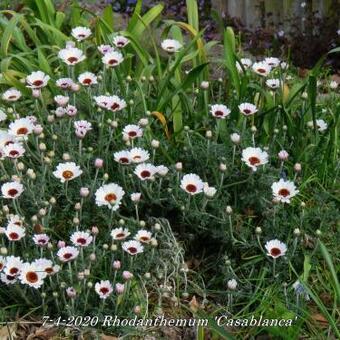 Rhodanthemum 'Casablanca'