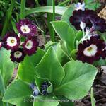 Primula auricula 'Argus' - Sleutelbloem