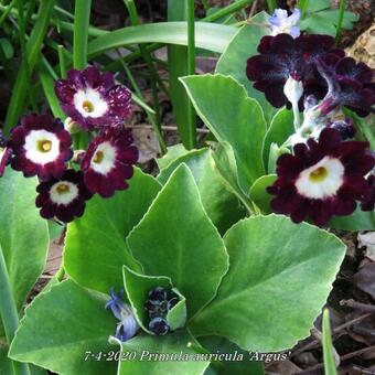 Primula auricula 'Argus'