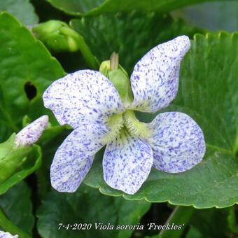 Viola sororia 'Freckles'