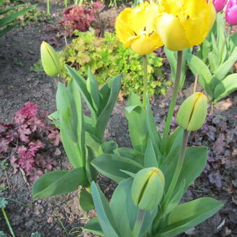 Tulipa 'Crystal Star'