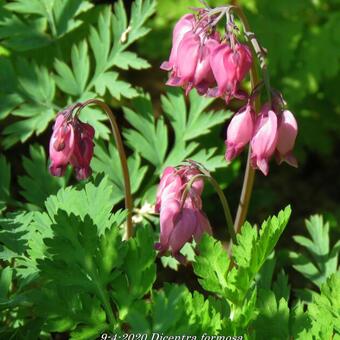 Dicentra formosa