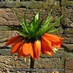 Fritillaria imperialis 'Rubra'  - Keizerskroon