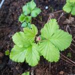 Rubus arcticus - Arctische braambes, Dwergbraam, Poolbraam