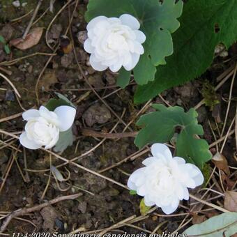 Sanguinaria canadensis 'Multiplex'