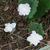 Sanguinaria canadensis 'Multiplex'