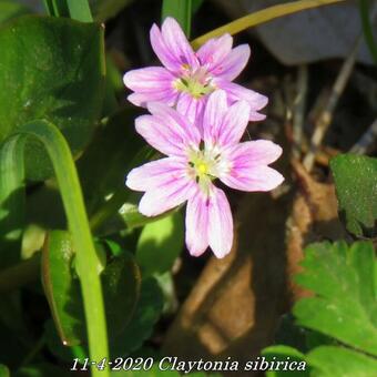 Claytonia sibirica