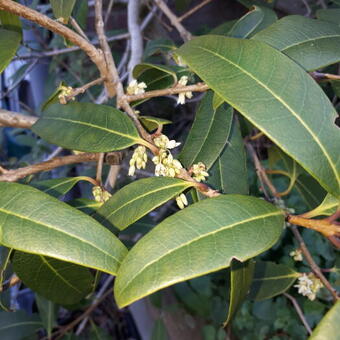 Osmanthus decorus