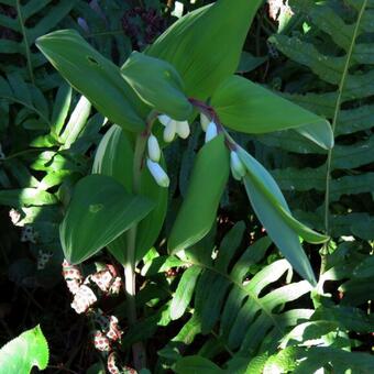 Polygonatum falcatum 'Variegatum'