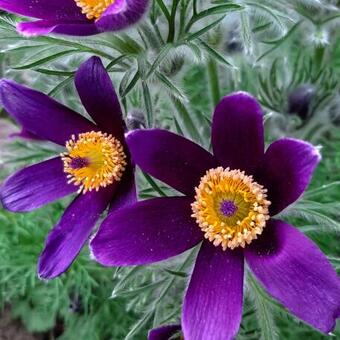 Pulsatilla vulgaris