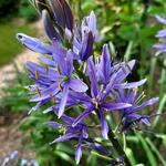 Camassia leichtlinii - Prairielelie