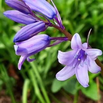 Hyacinthoides non-scripta