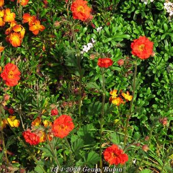 Geum 'Rubin'