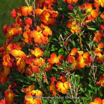 Erysimum cheiri 'Fire King'