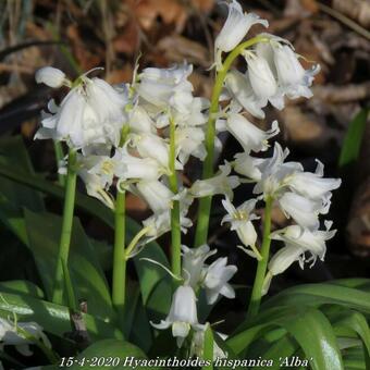 Hyacinthoides hispanica 'Alba'