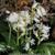 Hyacinthoides hispanica 'Alba'