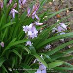 Hyacinthoides hispanica 'Rose' - Wilde hyacint, Boshyacint