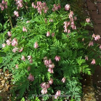 Dicentra formosa