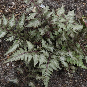 Athyrium niponicum var. Pictum